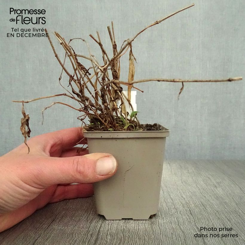 Amostra de Tricyrtis hirta Taiwan Abdane Vaso de 8/9 cm tal como entregue no inverno