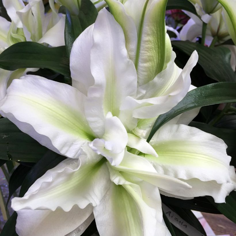 Lírio oriental Roselily Aisha (Floração)