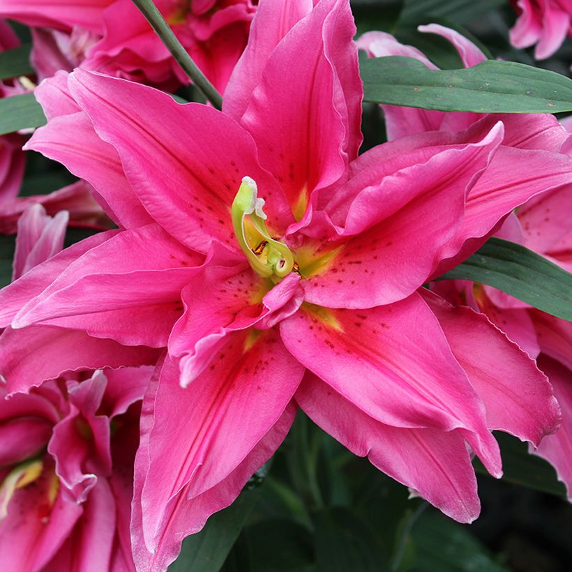 Lírio oriental Roselily Elena (Floração)