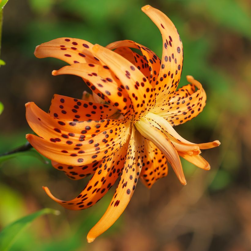 Lírio-tigre Flore Pleno - Lilium lancifolium (Floração)