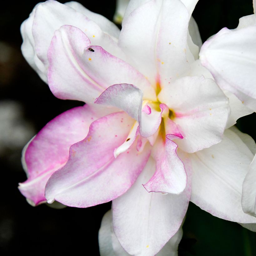 Lírio oriental Roselily Anouska (Floração)