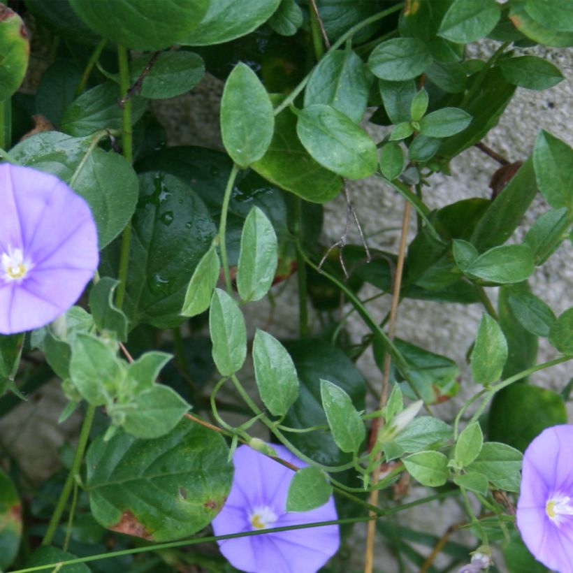 Convolvulus sabatius Compacta (Folhagem)
