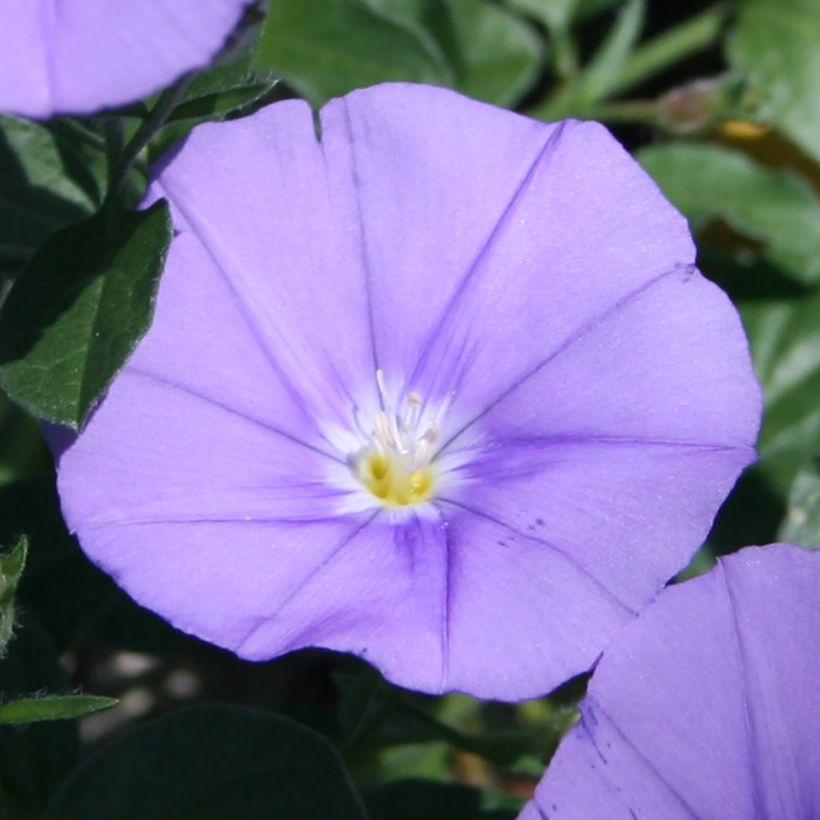 Convolvulus sabatius Compacta (Floração)