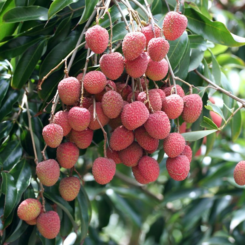 Lichieira Kwai May Pink - Litchi chinensis (Colheita)