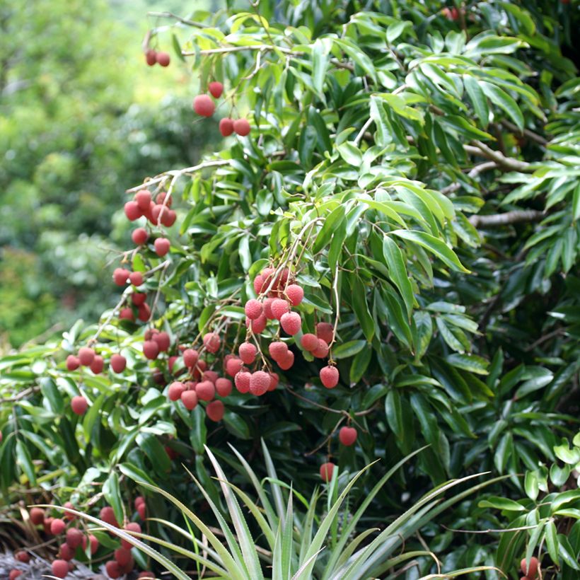 Lichieira Kwai May Pink - Litchi chinensis (Hábito)