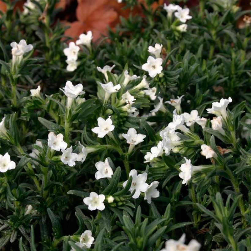 Lithodora diffusa Alba (Folhagem)