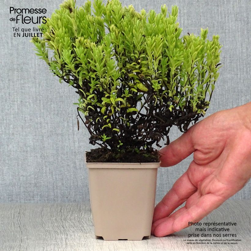 Amostra de Lithodora diffusa Alba Vaso de 8/9 cm tal como entregue no verão