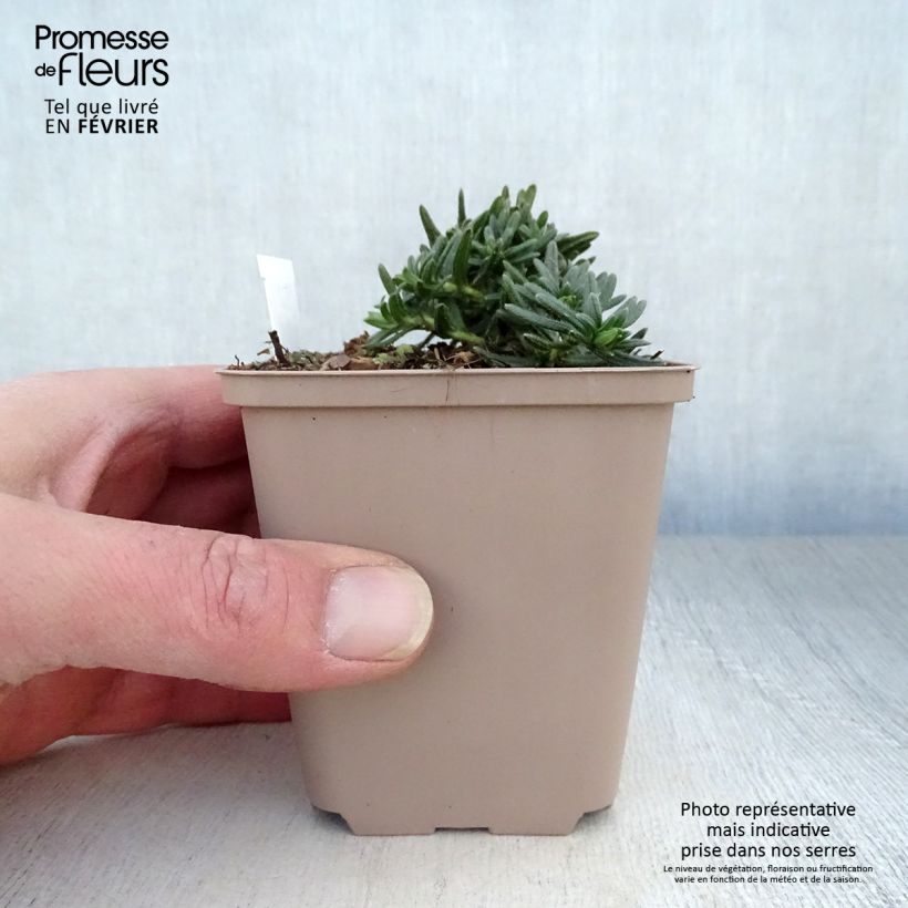 Amostra de Lithodora diffusa Cambridge Blue - Grémil diffus Vaso de 8/9 cm tal como entregue no inverno