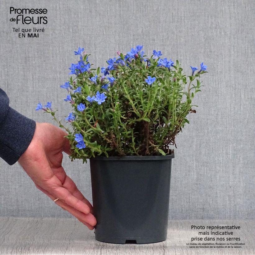 Amostra de Lithodora diffusa Heavenly Blue Vaso de 2 L/3 L tal como entregue na primavera