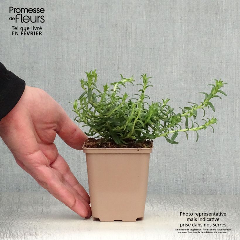 Amostra de Lithodora diffusa Heavenly Blue Vaso de 8/9 cm tal como entregue no inverno