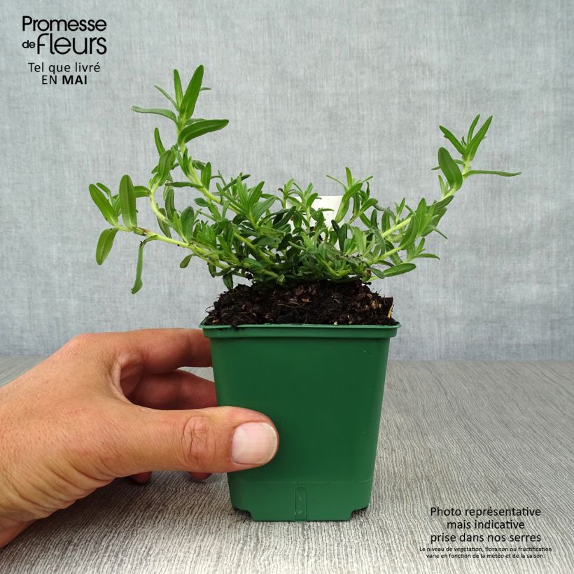 Amostra de Lithodora diffusa Heavenly Blue Vaso de 8/9 cm tal como entregue na primavera