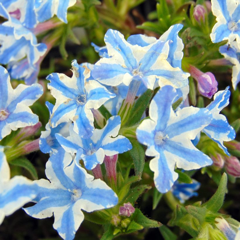 Lithodora diffusa Star (Floração)