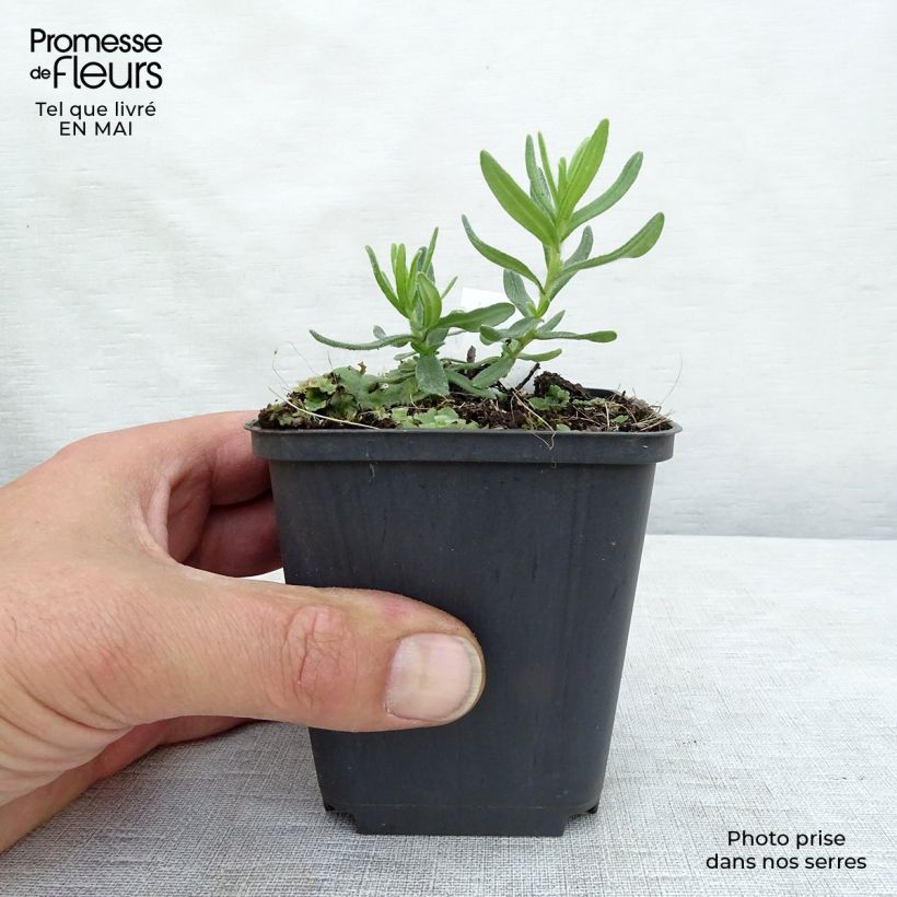 Amostra de Lithodora diffusa Star Vaso de 8/9 cm tal como entregue na primavera