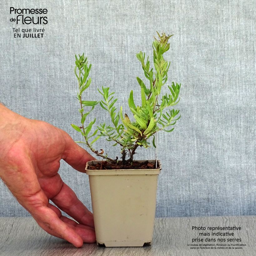 Amostra de Lithodora diffusa Star Vaso de 8/9 cm tal como entregue no verão