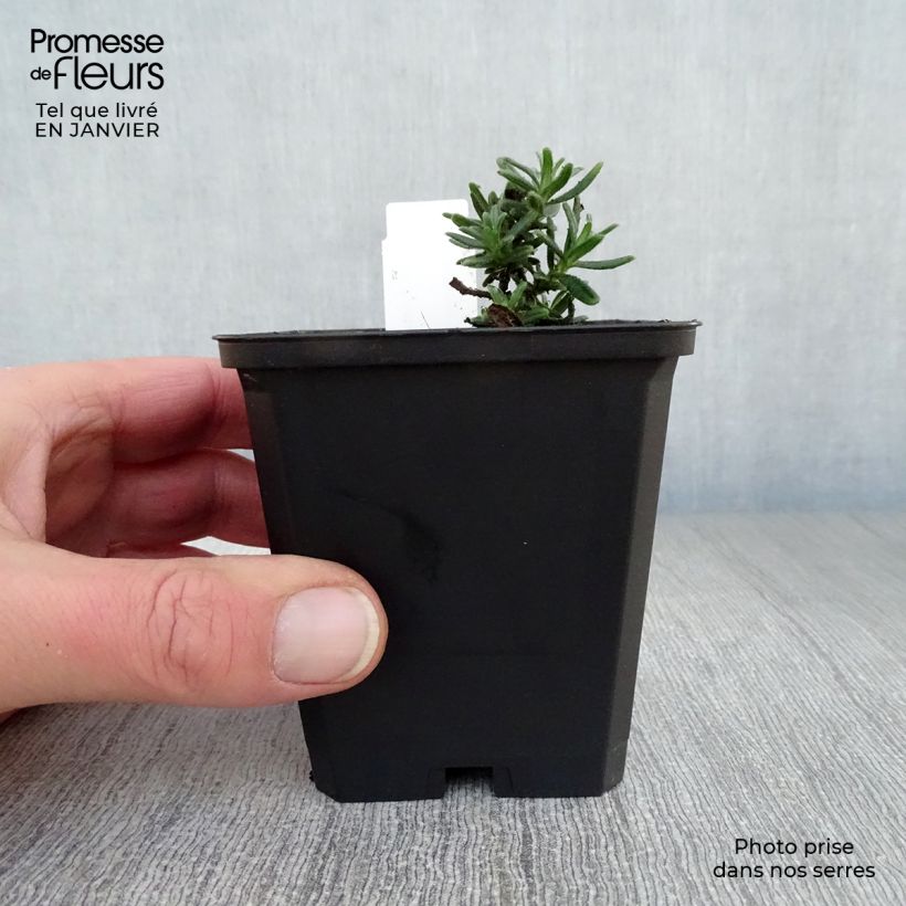 Amostra de Lithodora diffusa Star Vaso de 8/9 cm tal como entregue no inverno