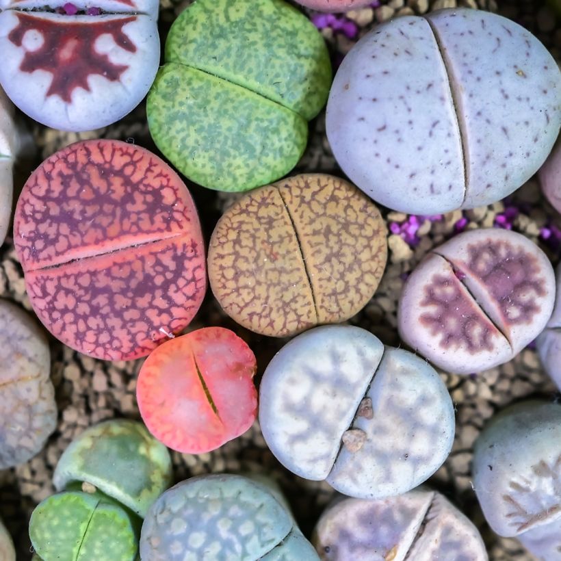 Lithops Pebble Plants Mixed em sementes (Folhagem)