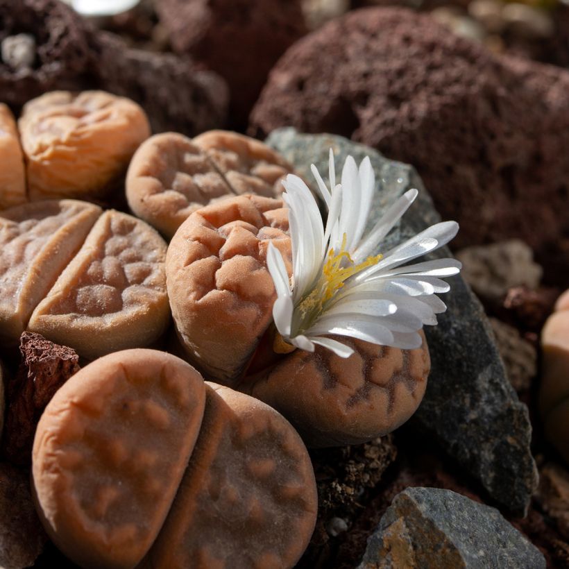 Lithops Pebble Plants Mixed em sementes (Floração)