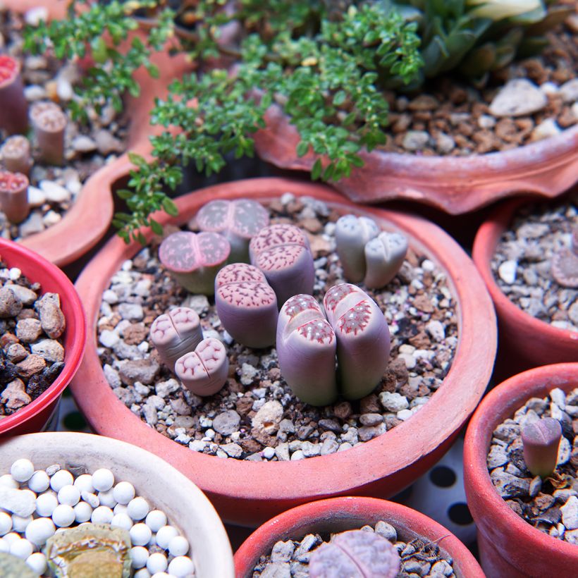 Lithops Pebble Plants Mixed em sementes (Hábito)