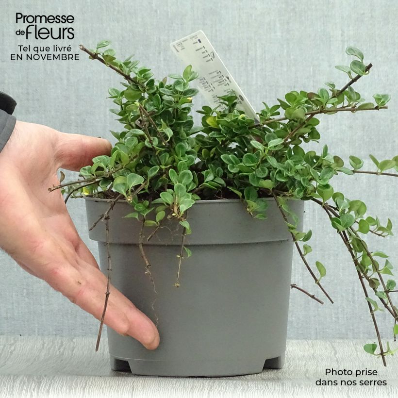 Amostra de Lonicera crassifolia Little Honey Vaso de 2 L/3 L tal como entregue no outono