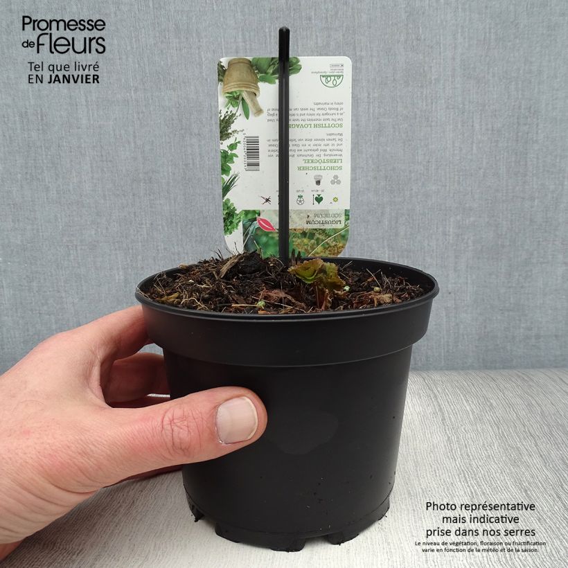 Amostra de Livèche d'Ecosse ou Persil de mer - Ligusticum scothicum Pot de 1,5L/2L tal como entregue no inverno