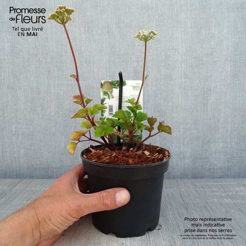 Amostra de Aipo-da-escócia - Ligusticum scothicum Vaso de 1,5 L/2 L tal como entregue na primavera