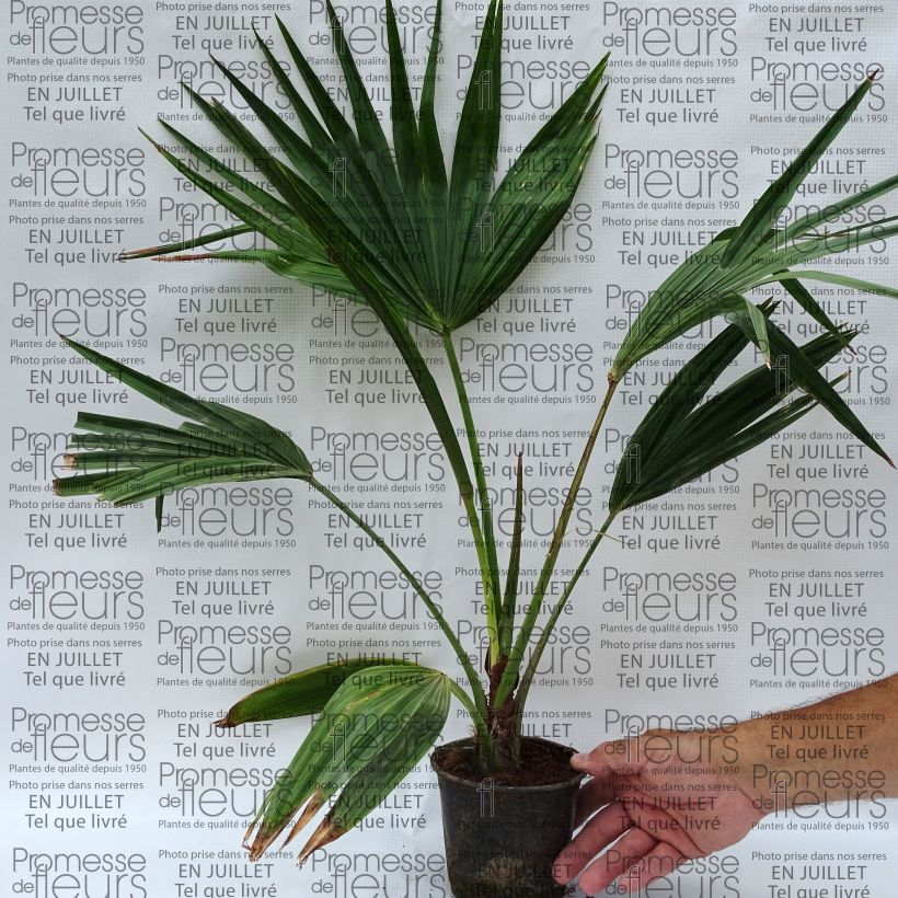 Amostra de Livistona chinensis Vaso de 7,5 L/10 L tal como entregue no verão