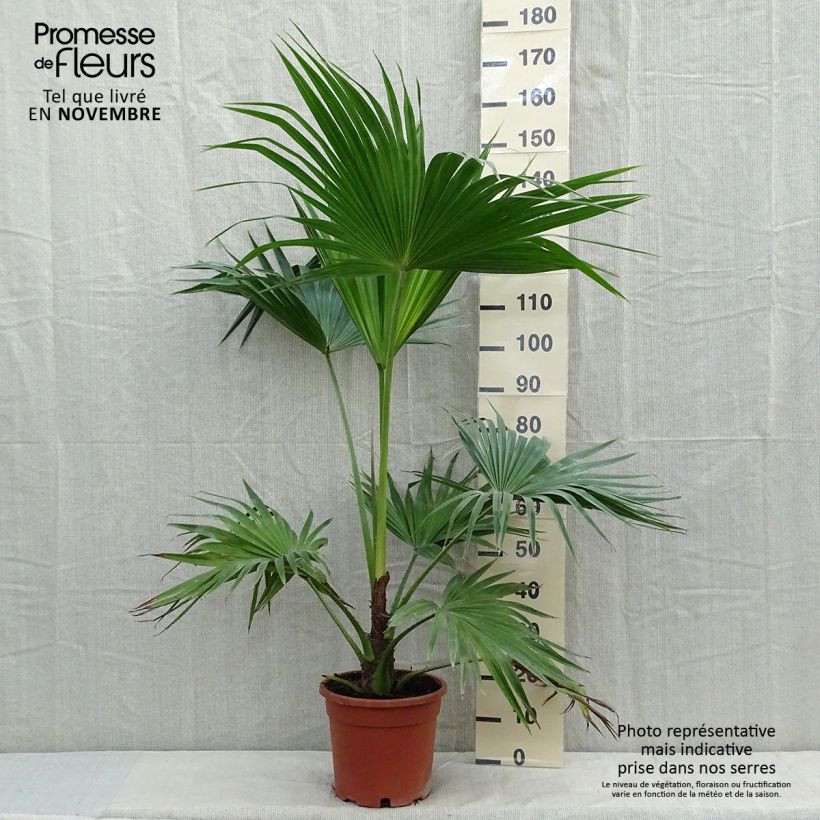Amostra de Livistona chinensis Vaso de 7,5 L/10 L tal como entregue no outono