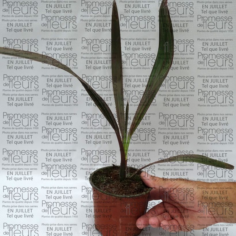 Amostra de Livistona mariae Vaso de 12 cm/13 cm tal como entregue no verão
