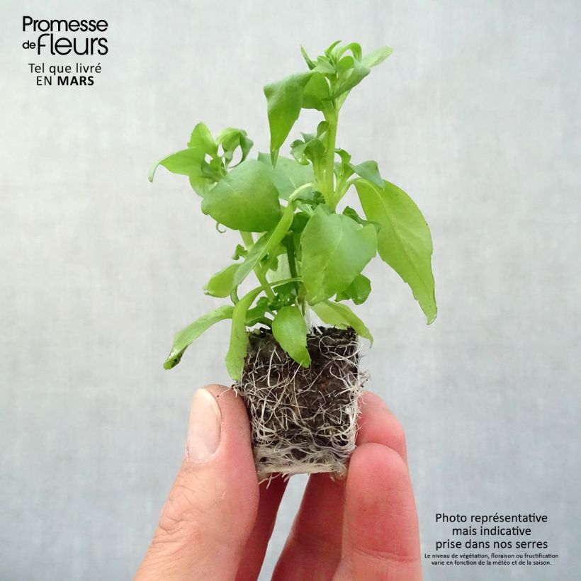 Amostra de Lobélia Anabel Blue Mini-torrão Ø 3/4 cm tal como entregue na primavera