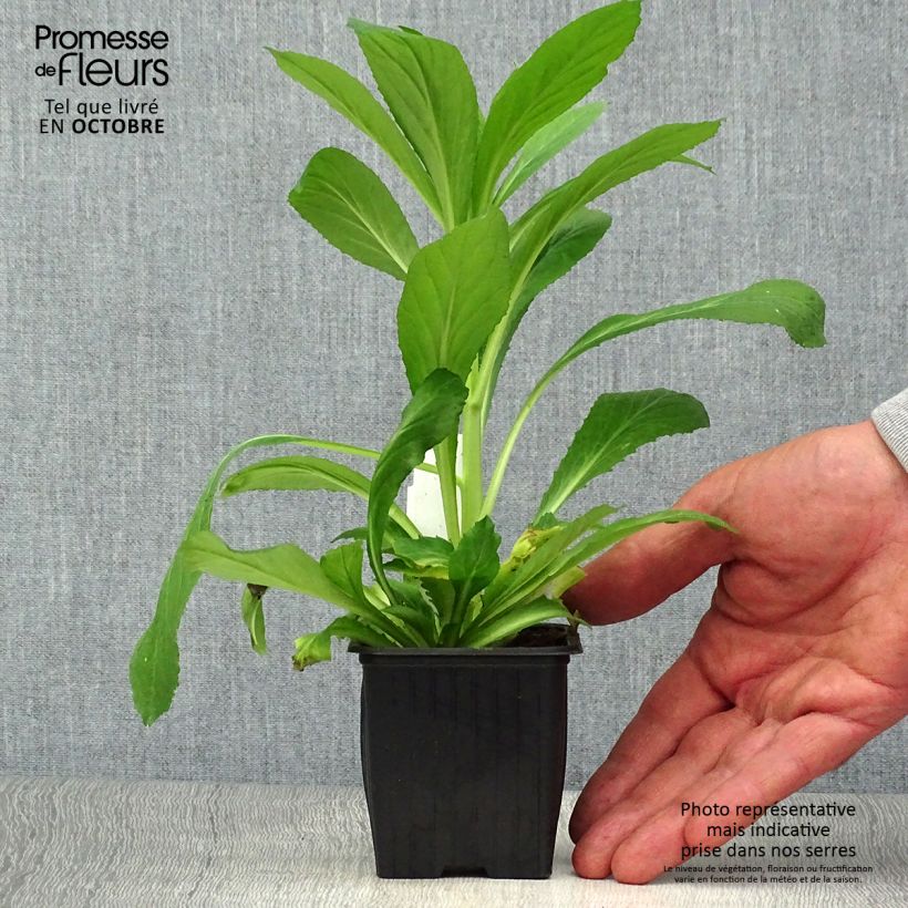 Amostra de Lobélia gerardii Vedrariensis Vaso de 8/9 cm tal como entregue no outono