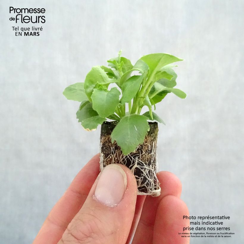 Amostra de Lobélia Hot Bavaria Mini-torrão Ø 3/4 cm tal como entregue na primavera