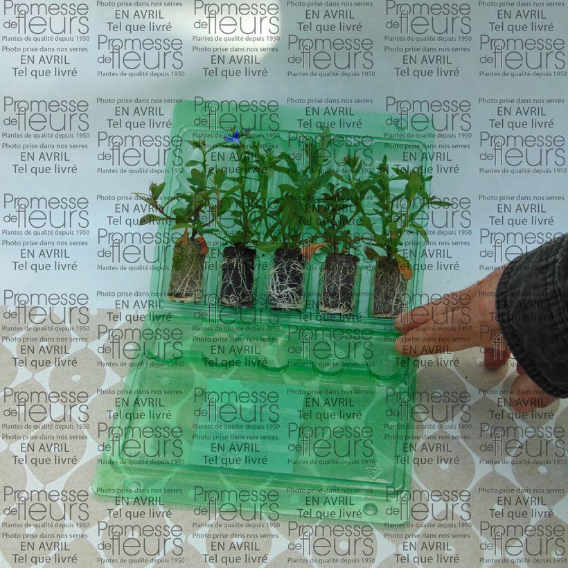 Exemplo de amostra de Lobélia Deep Blue Star Mini-torrão Ø 3/4 cm tal como entregue