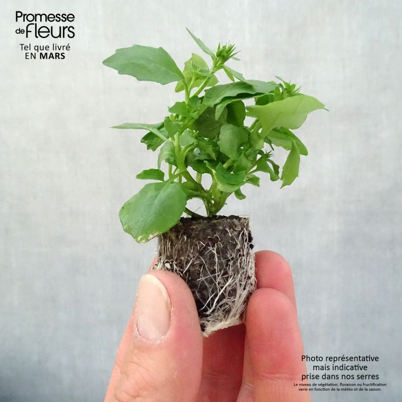 Amostra de Lobélia Hot Water Blue Mini-torrão Ø 3/4 cm tal como entregue na primavera