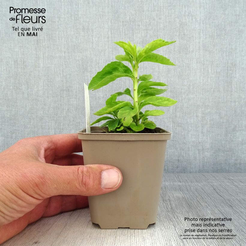 Amostra de Lobélia speciosa Monet Moment Vaso de 8/9 cm tal como entregue na primavera