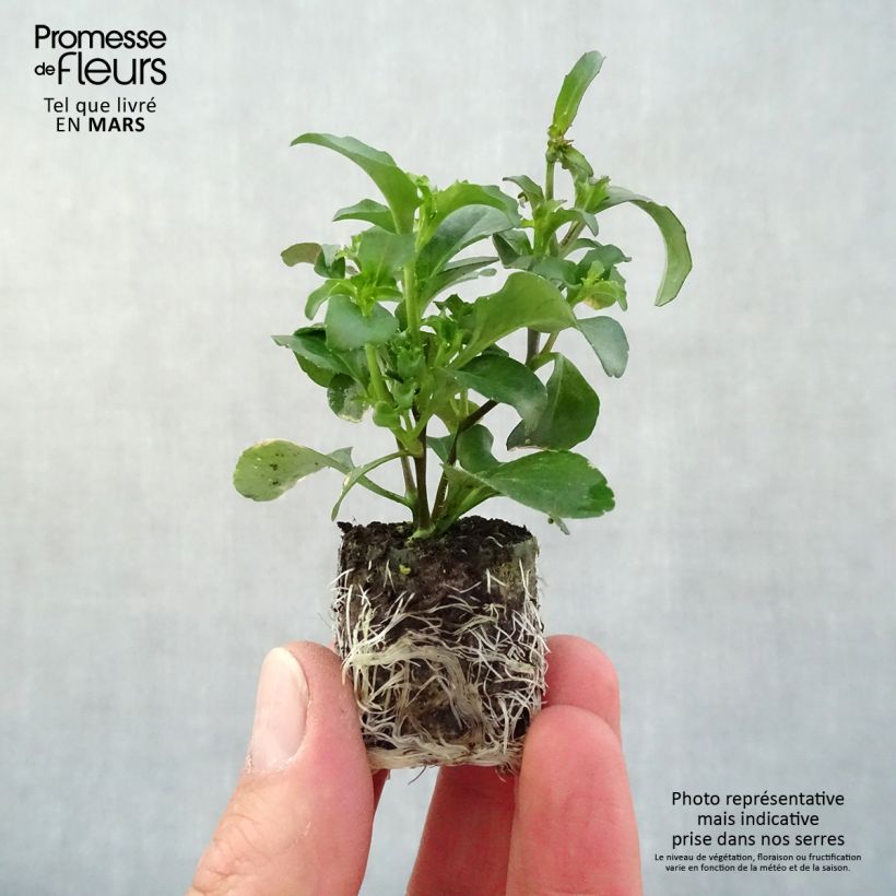 Amostra de Lobélia Purple Star Mini-motte Ø 3/4 cm tal como entregue na primavera