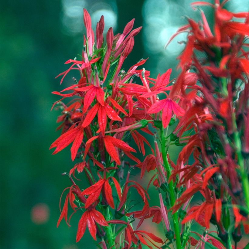 Lobelia cardinalis (Floração)