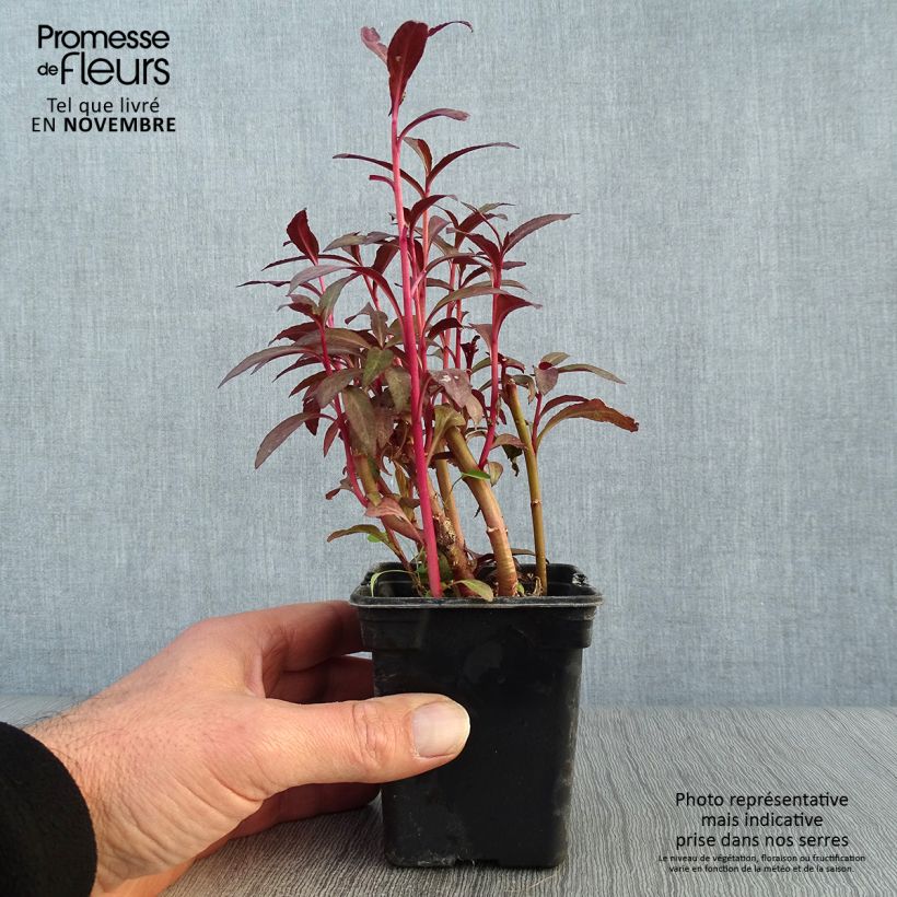 Amostra de Lobelia fulgens Queen Victoria Vaso de 7/8 cm tal como entregue no outono