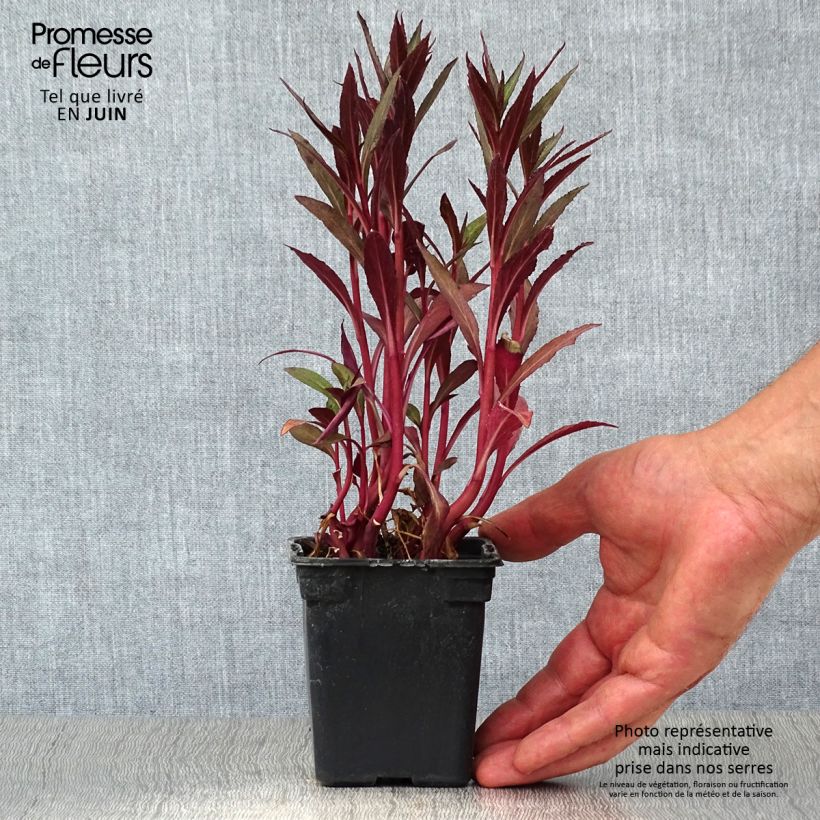 Amostra de Lobelia fulgens Queen Victoria Vaso de 7/8 cm tal como entregue no verão