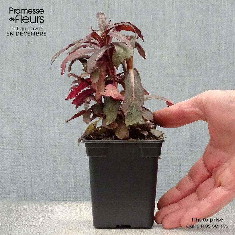 Amostra de Lobelia fulgens Queen Victoria Vaso de 7/8 cm tal como entregue no inverno