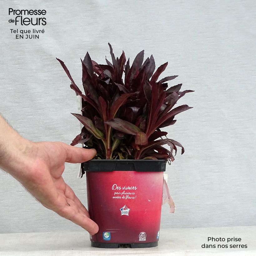 Amostra de Lobelia fulgens Queen Victoria Vaso de 2 L/3 L tal como entregue no verão