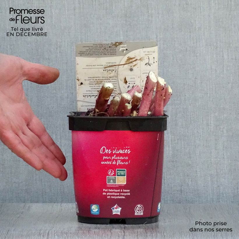 Amostra de Lobelia fulgens Queen Victoria Vaso de 2 L/3 L tal como entregue no inverno