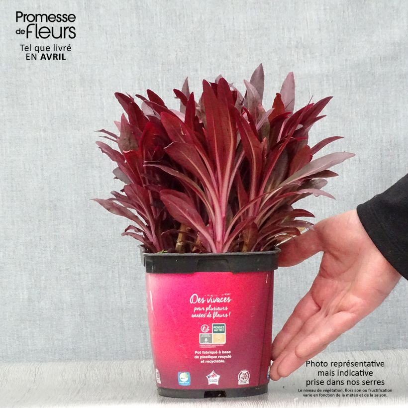 Amostra de Lobelia fulgens Queen Victoria Vaso de 2 L/3 L tal como entregue na primavera