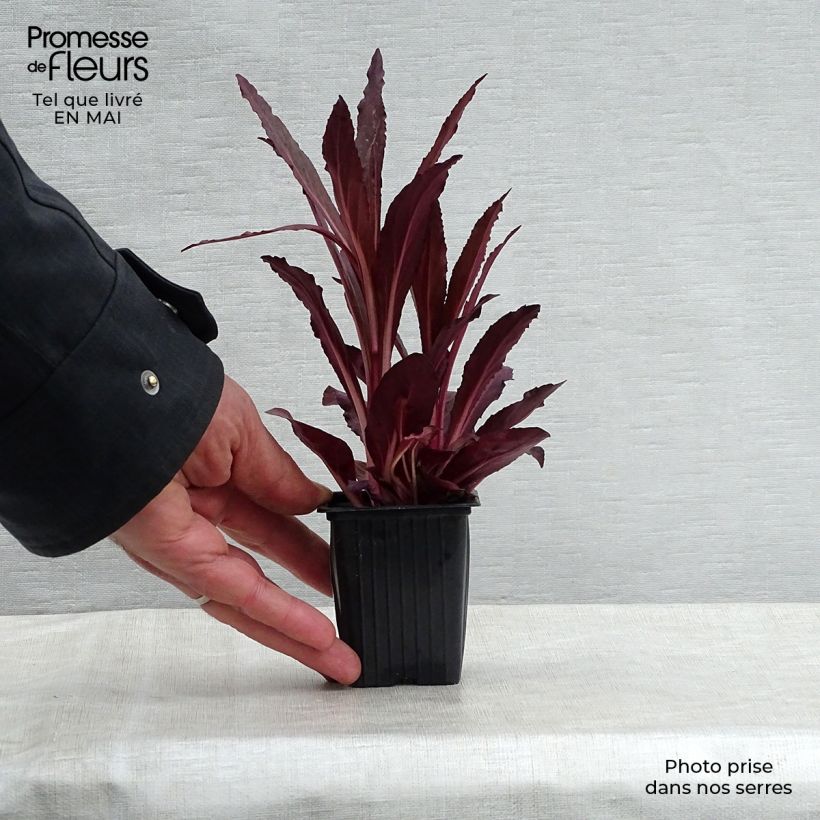 Amostra de Lobelia fulgens Queen Victoria Vaso de 7/8 cm tal como entregue na primavera