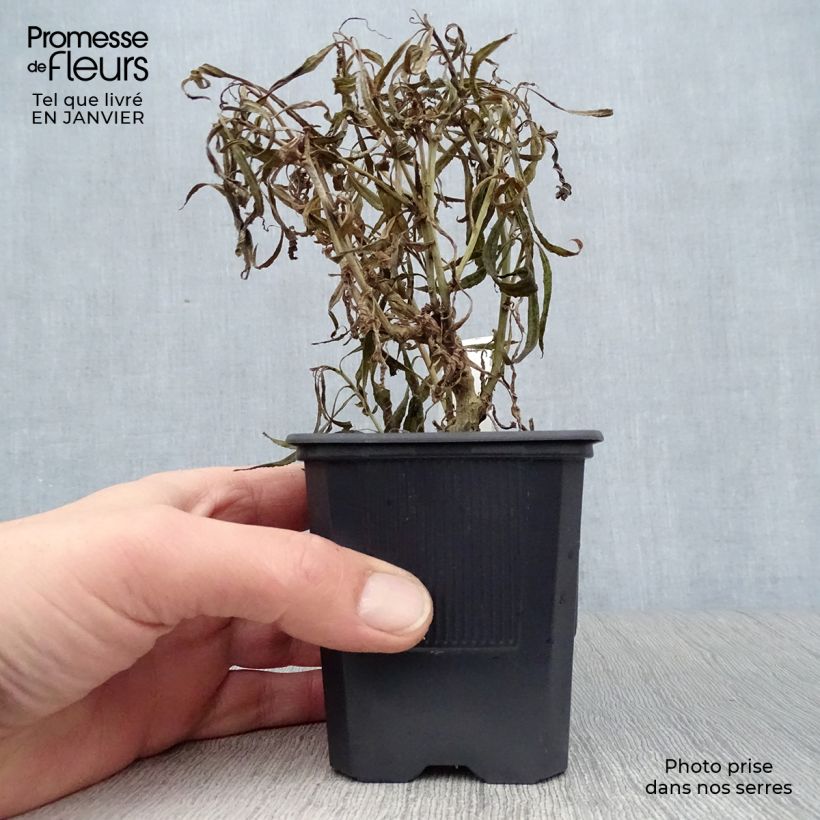 Amostra de Lobelia laxiflora Vaso de 8/9 cm tal como entregue no inverno