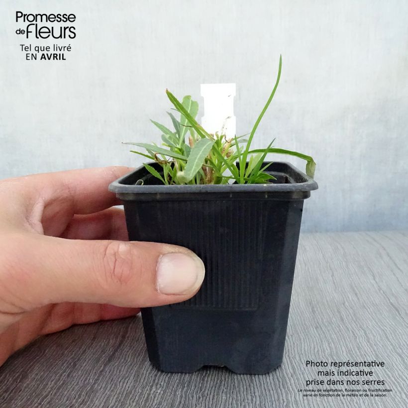 Amostra de Lobelia laxiflora Vaso de 8/9 cm tal como entregue na primavera