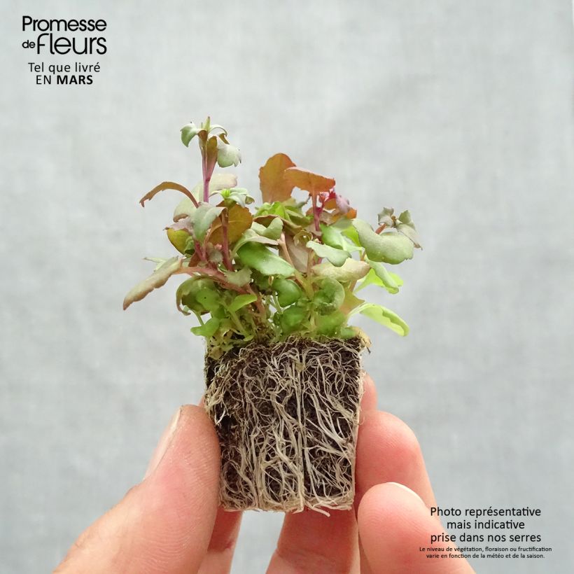 Amostra de Lobélia nain Crystal Palace Jardimotte : motte 3,8 cm x 3,2 cm en plaque de culture par 16 tal como entregue na primavera