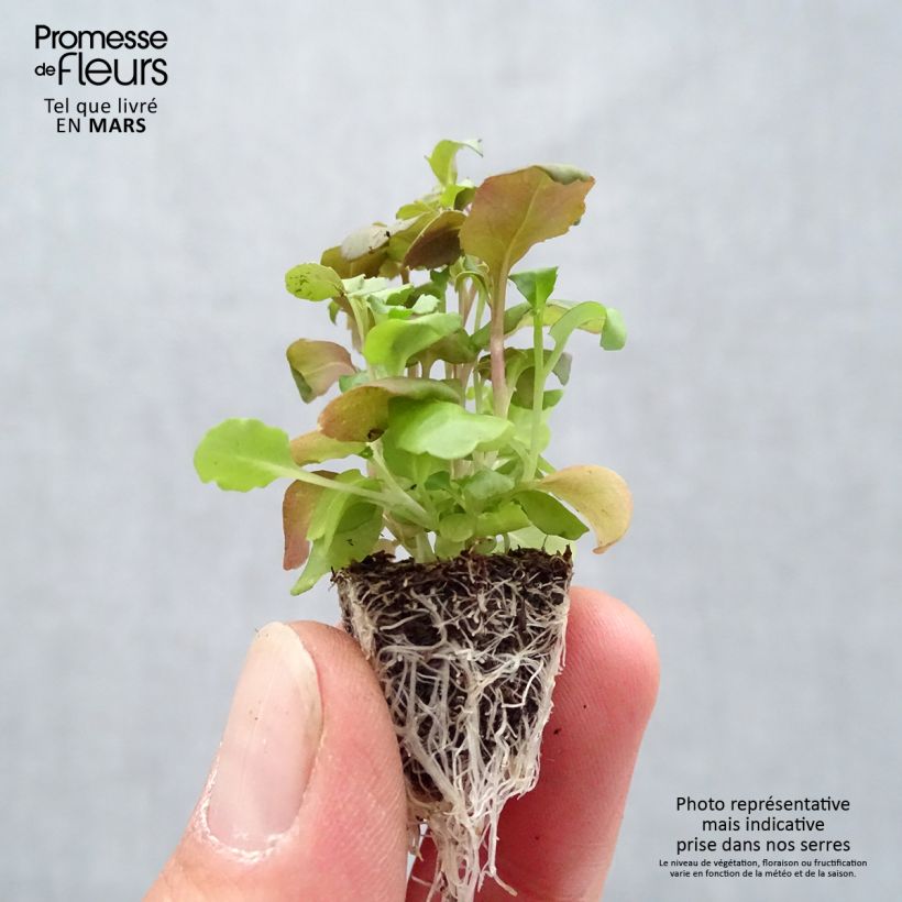 Amostra de Lobélia nain Crystal Palace Minimotte : motte 2,2 cm x 2 cm en plaque de culture par 35 tal como entregue na primavera