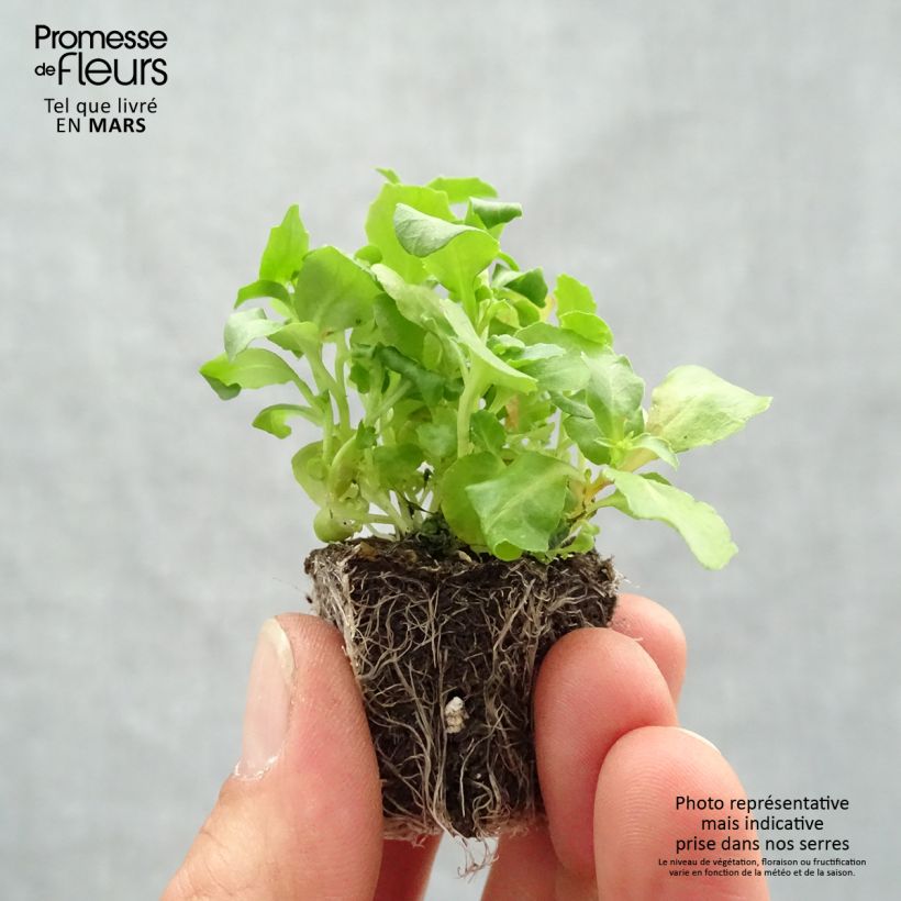 Amostra de Lobélia erinus pendula Regatta em mistura Jardimotte: torrão de 3,8 cm x 3,2 cm em tabuleiro de cultivo de 16 unidades tal como entregue na primavera