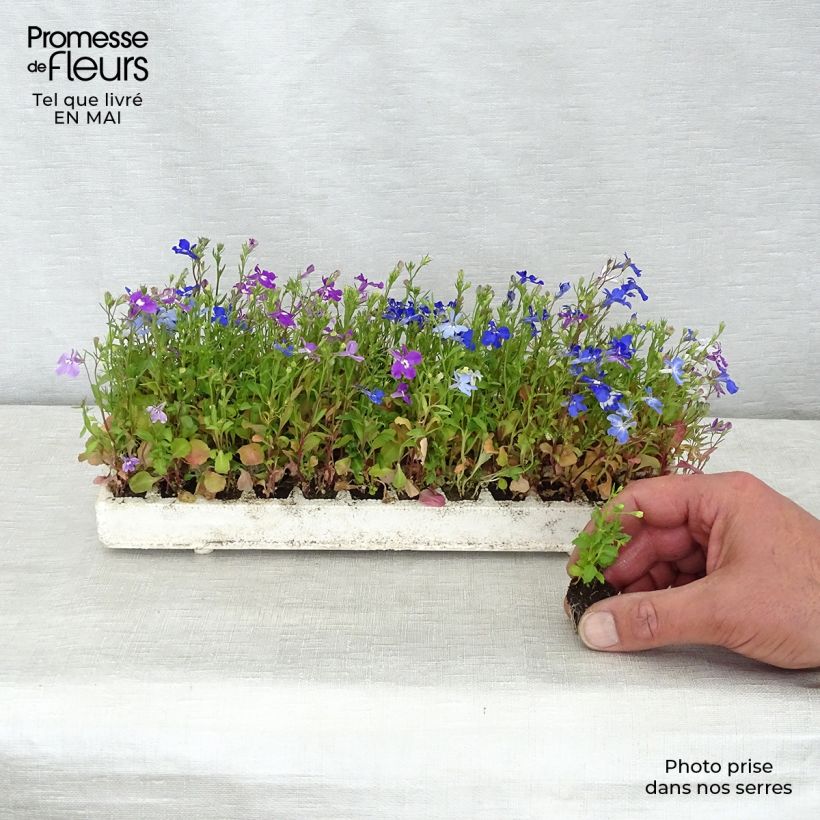 Amostra de Lobélia erinus pendula Regatta em mistura Mini-torrão: torrão de 2,2 cm x 2 cm em tabuleiro de cultivo de 35 unidades tal como entregue na primavera