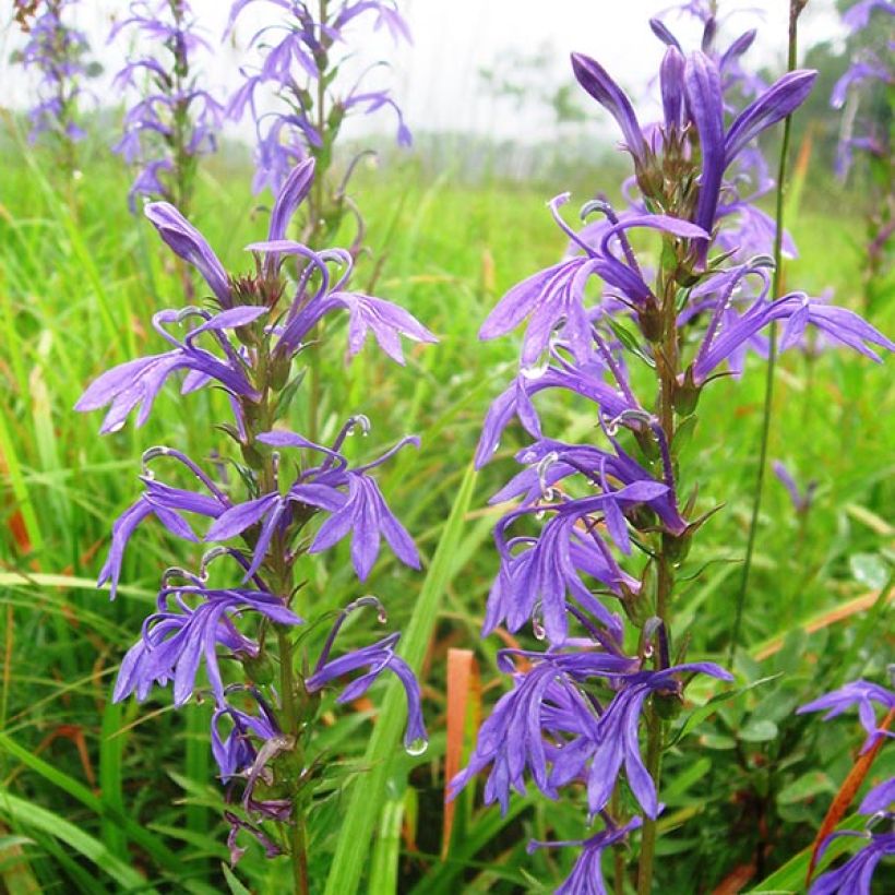 Lobelia sessilifolia (Floração)